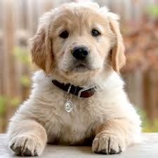dog4 copy.jpeg