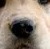 dog42.jpeg